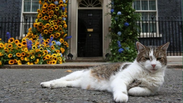 Oύτε ο Λάρι ο γάτος δεν άντεξε τη  Λιζ