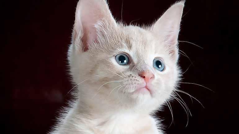 Πώς να βοηθήσετε τη γάτα σας να νιώσει άνετα στο νέο σας σπίτι