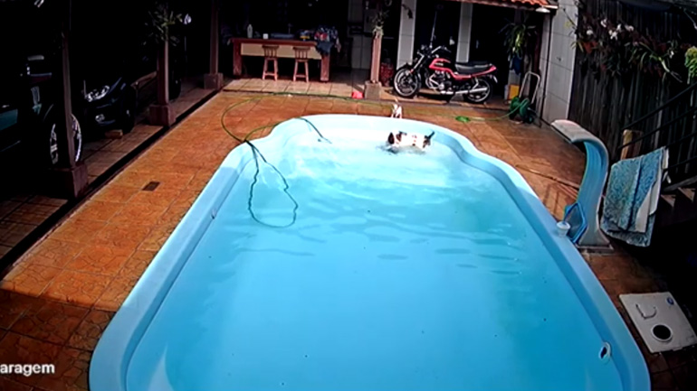 Πιτ μπουλ σώζει τσιουάουα από πνιγμό