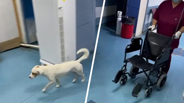 Νοσοκομείο Καρδίτσας – Επείγοντα σε εφημερία: Ο σκύλος κόβει βόλτες ανενόχλητος!