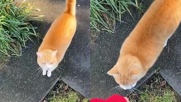 Η γάτα του γείτονα ήθελε χάδια