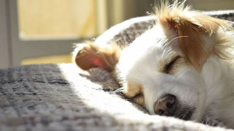 Εύκολες συμβουλές για να φροντίσετε σωστά το δέρμα και το τρίχωμα του σκύλου