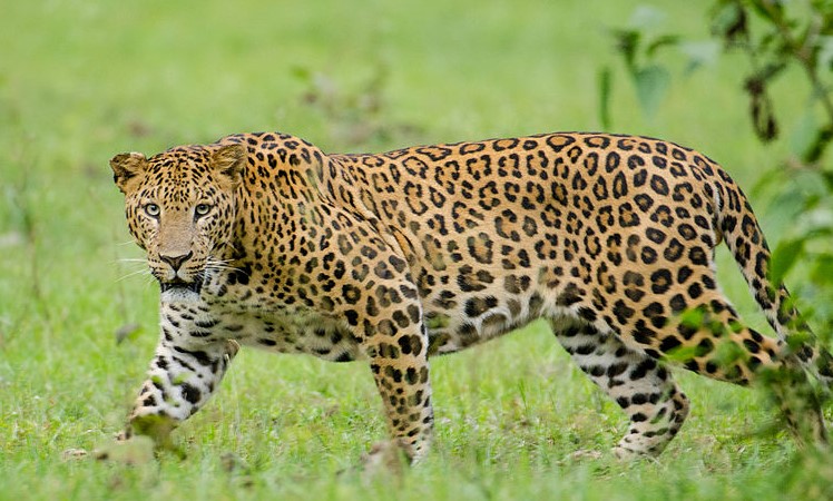 Ινδία: Νήπιο έχασε τη ζωή του από επίθεση λεοπάρδαλης Ινδία: Νήπιο έχασε τη ζωή του από επίθεση λεοπάρδαλης