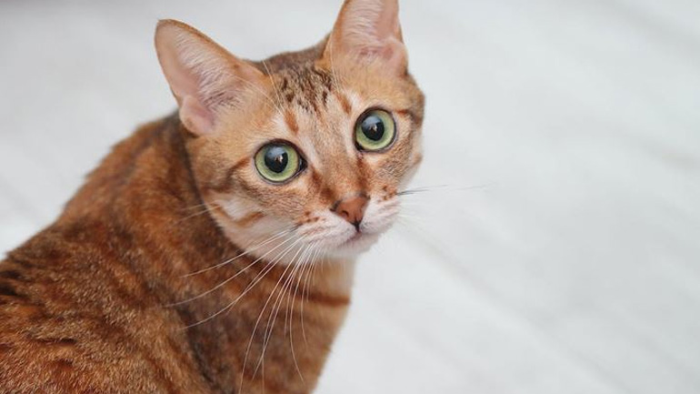 Πώς θα καταλάβετε ότι η γάτα σας έχει νεύρα