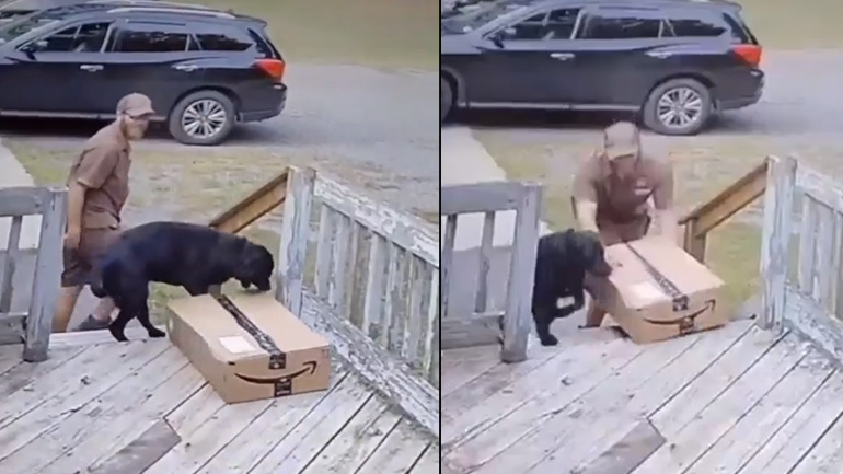 Όταν o σκύλος παραλαμβάνει το δέμα από τον κούριερ