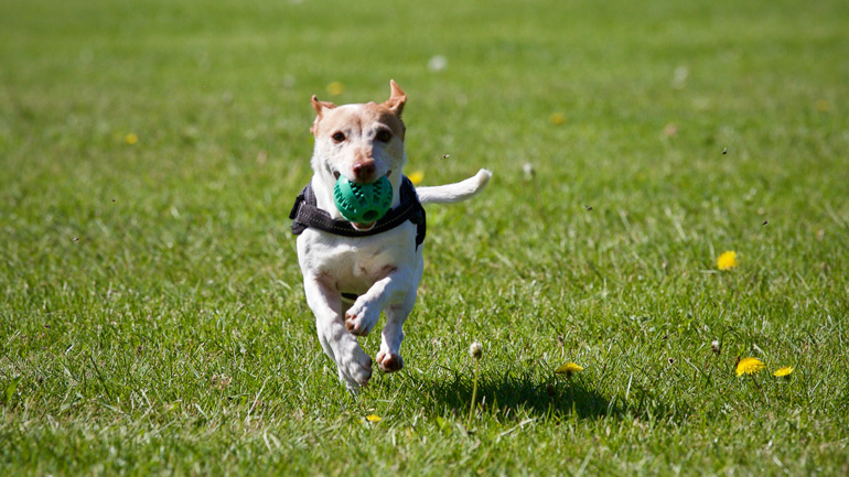 Πόση άσκηση χρειάζεται ο σκύλος μου καθημερινά;
