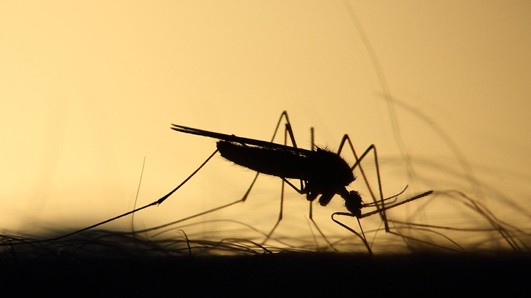 Ιός Δυτικού Νείλου: Δύο νέα κρούσματα στην Ελλάδα Ιός Δυτικού Νείλου: Δύο νέα κρούσματα στην Ελλάδα