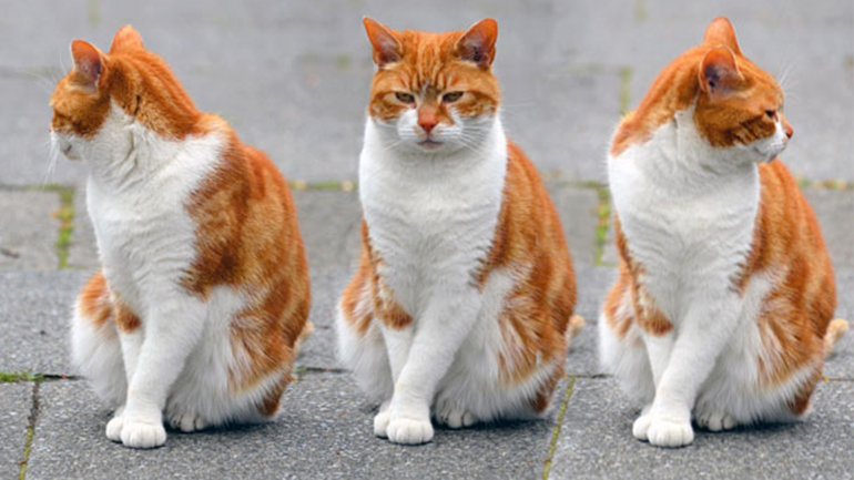 Γαλλική μελέτη: Οι γάτες αναγνωρίζουν πότε ο φροντιστής τους μιλάει σε εκείνες