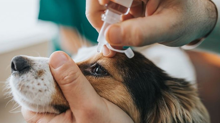 Πώς καθαρίζουμε σωστά τα μάτια του τετράποδου φίλου μας