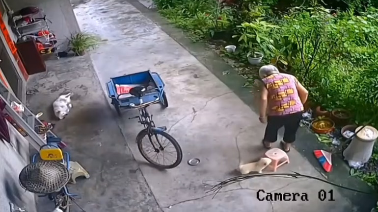 Kουτάβι βοηθά μια γιαγιά να καθίσει