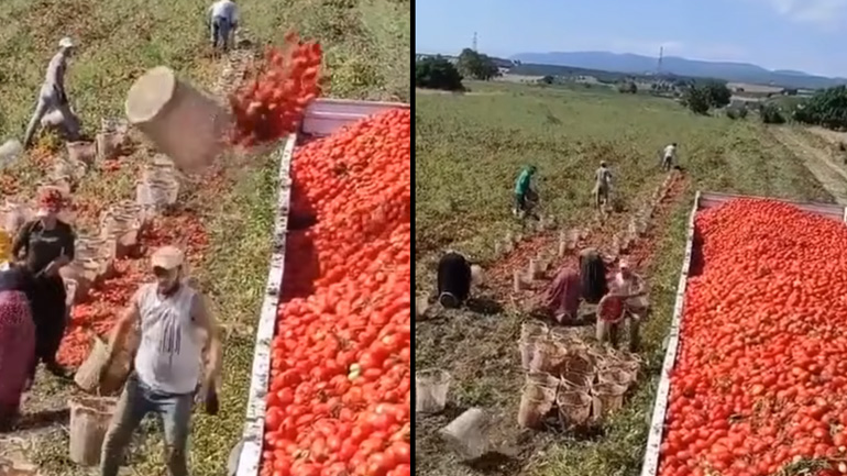 Γρήγορη μεταφορά της σοδειάς στην καρότσα