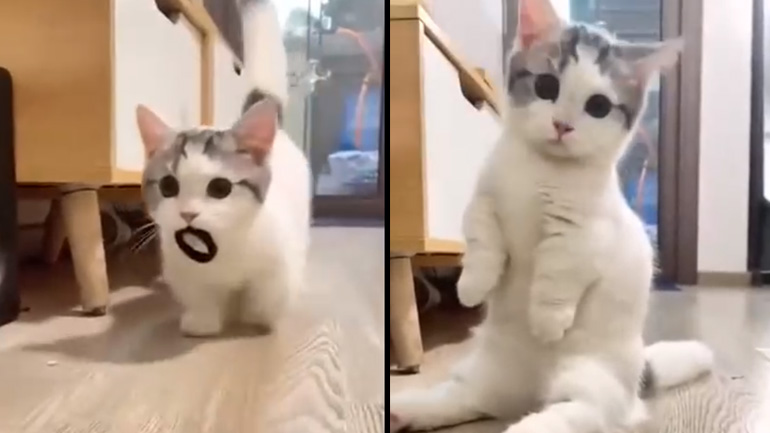 Γατάκι παίζει σαν σκύλος