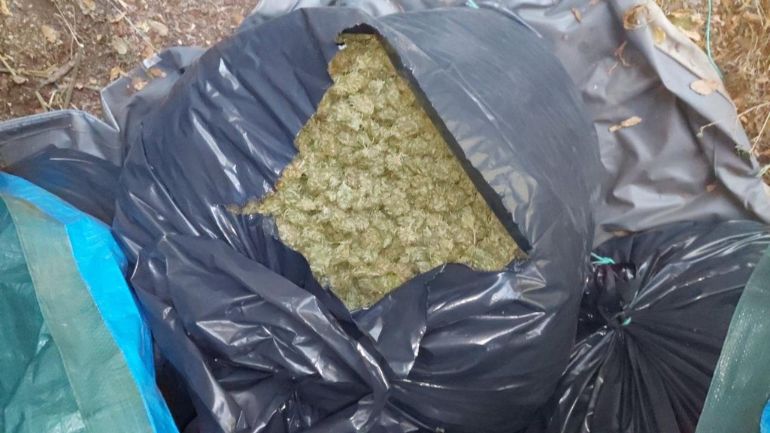 Ξερίζωσαν από χαράδρα της Ηλείας το ελληνικό… Λαζαράτι – Έναν τόνο χασίς κατάσχεσε η Δίωξη Ναρκωτικών