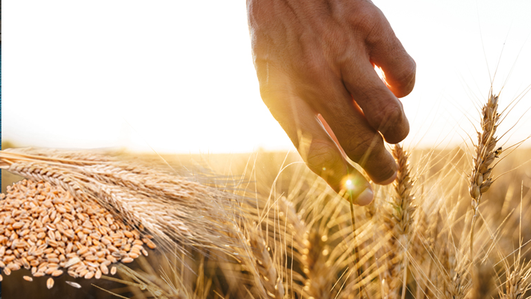 Επανέρχεται ο εφιάλτης με τις αυξήσεις στα σιτηρά