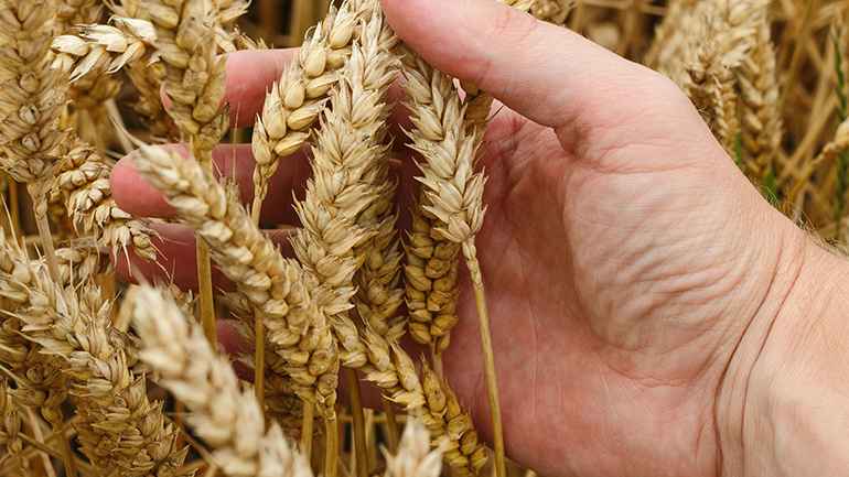 Η Γαλλία στρέφεται προς τις χερσαίες μεταφορές σιτηρών, μετά την αποχώρηση της Μόσχας από την συμφωνία για την εξαγωγή τους μέσω της Μαύρης Θάλασσας