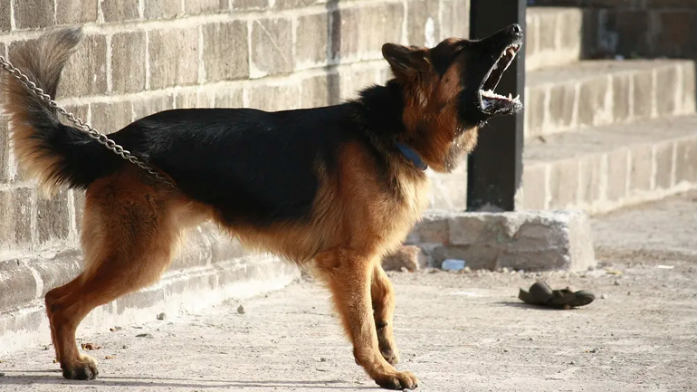 Λαγονήσι: Σκύλος επιτέθηκε σε μαθητή την ώρα που πήγαινε σχολείο