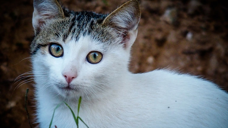 Κτηνωδία στον Άγιο Δημήτριο: Γάτα βρέθηκε απαγχονισμένη με αυτοσχέδια θηλιά