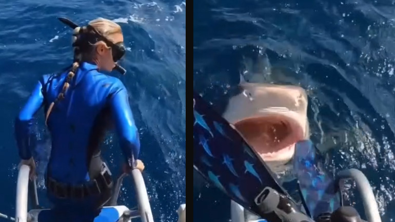 Ο καρχαρίας ήρθε να πει ένα γεια