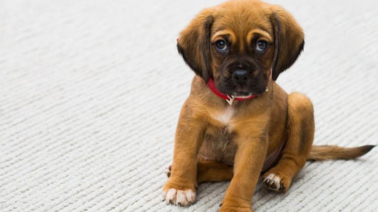 Μήπως έχετε παραμελήσει τον σκύλο σας;