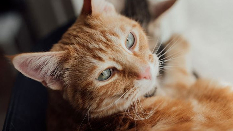 Γιατί πρέπει να αλλάξετε τροφή στη γάτα σας σταδιακά;