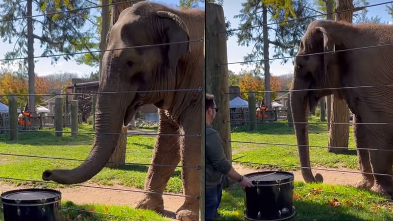 Ελέφαντας παίζει με ένα τύμπανο