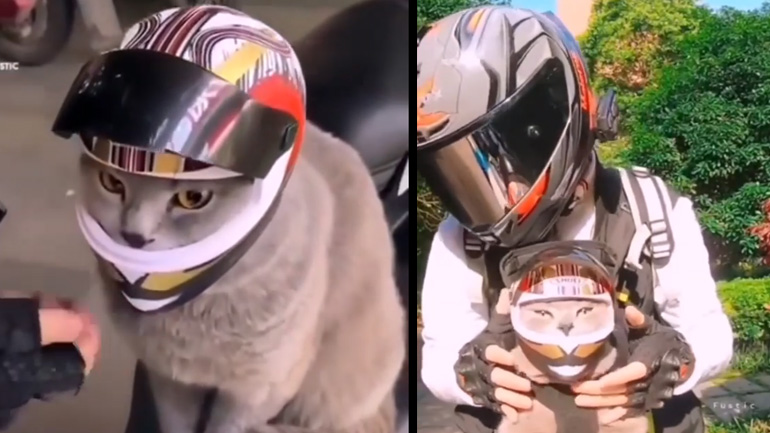 Κράνος για γάτες