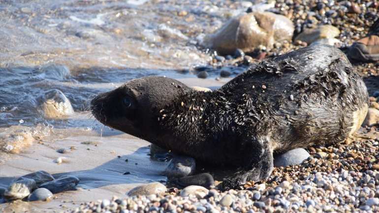 Κρήτη: Επιχείρηση διάσωσης νεογέννητης φώκιας
