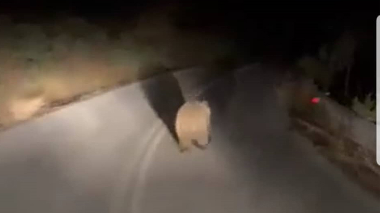 Κοζάνη: Αρκουδάκι κάνει βόλτες στη μέση του δρόμου