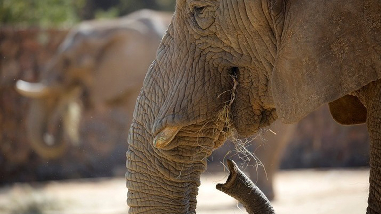 Κένυα: Περισσότεροι από 200 ελέφαντες πέθαναν σε διάστημα 9 μηνών λόγω της ξηρασίας
