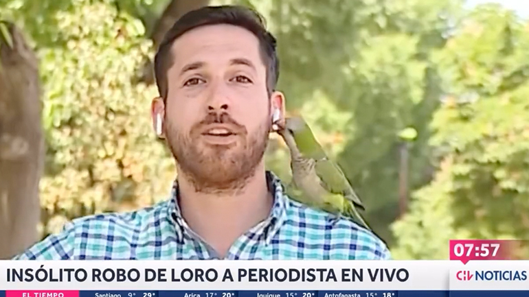 Πουλί κλέβει το AirPod από το αυτί δημοσιογράφου