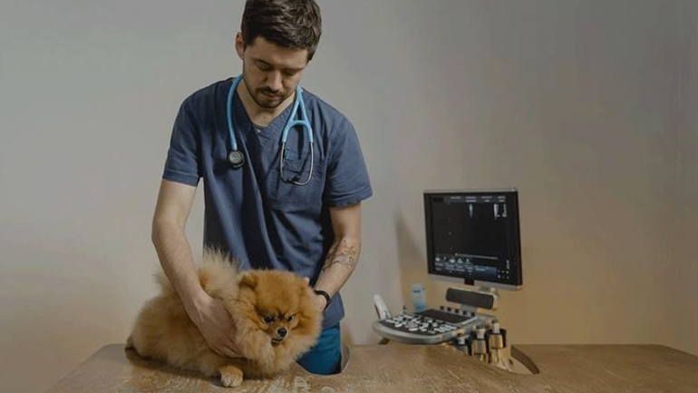 Τι πρέπει να γνωρίζουμε για το σωστό τσεκ απ του σκύλου μας