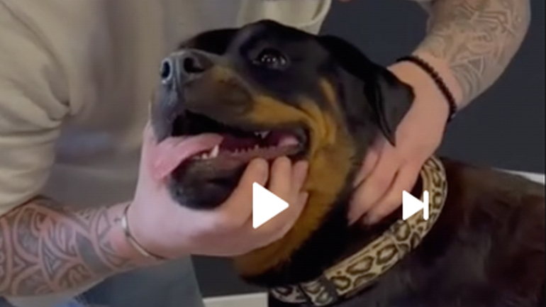 Χειροπράκτης ανακουφίζει τον πόνο ενός σκύλου