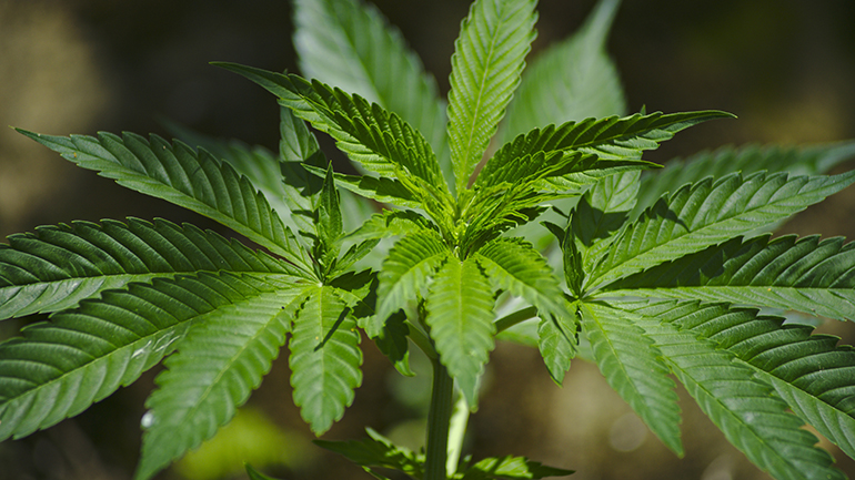 Ισπανία: Κατασχέθηκε η μεγαλύτερη ποσότητα μαριχουάνας που έχει εντοπιστεί ποτέ από την αστυνομία