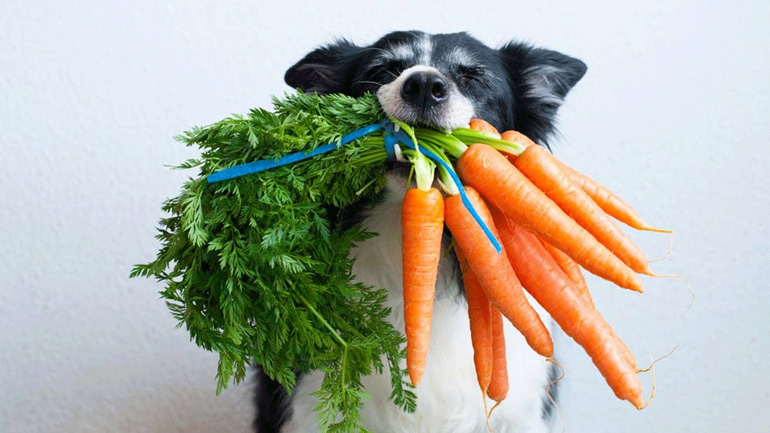 Μπορεί ο σκύλος να ακολουθήσει μια vegan διατροφή;