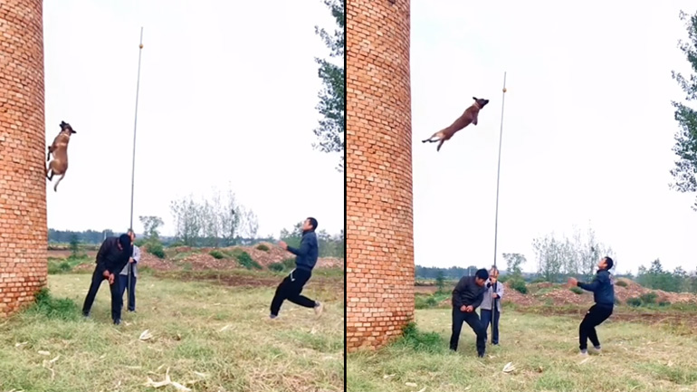 Μαλινουά εκτελεί ένα εντυπωσιακό άλμα 