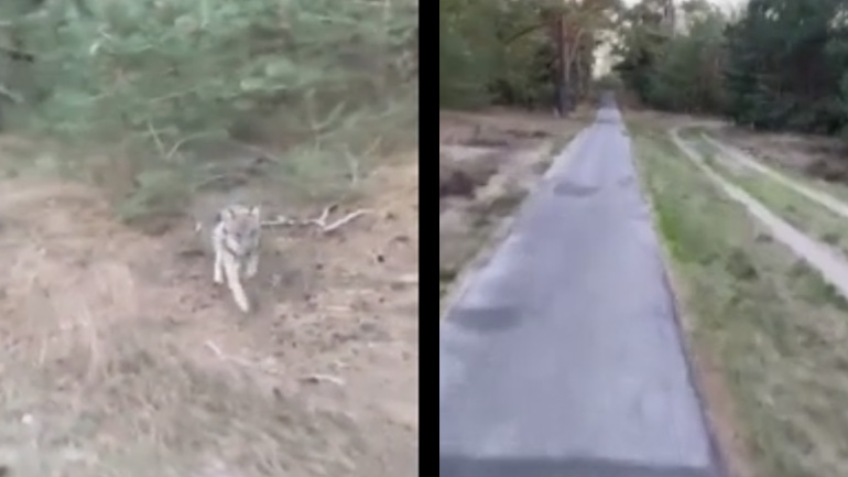 Ποδηλάτης εναντίον λύκου