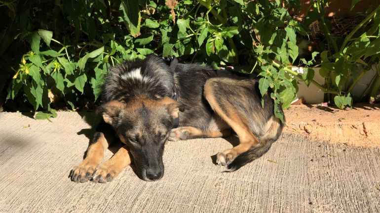 Σκυλίτσα χάθηκε στα Γλυκά Νερά