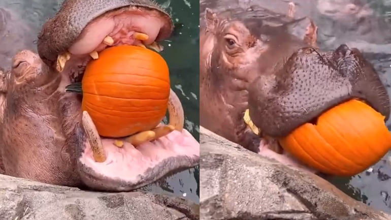 Ιπποπόταμος καταβροχθίζει κολοκύθες