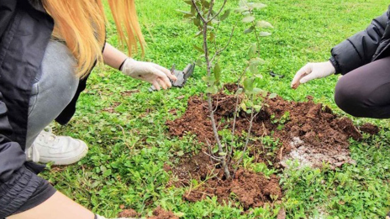 Μεγάλη δενδροφύτευση στο παραλιακό μέτωπο του Δήμου Γλυφάδας