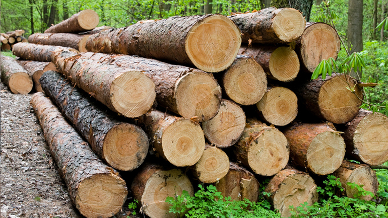 Οι Ευρωπαίοι καίνε τα δέντρα για να ζεσταθούν