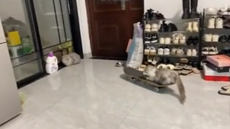 Επιθετικός skater