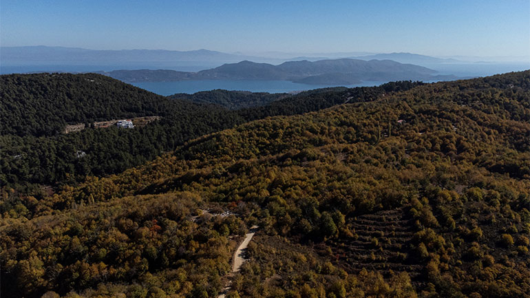 Στον καστανιώνα της Αγιάσου