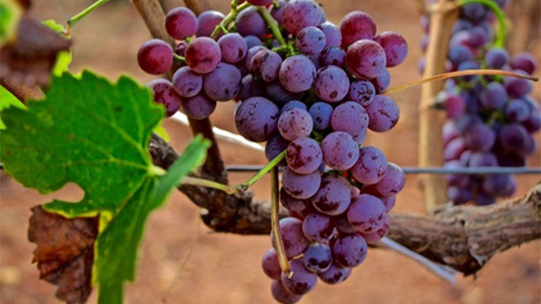 «Οι πρωτοπόροι του μοσχοφίλερου»: Ένα βιβλίο του Κώστα Σπυρόπουλου