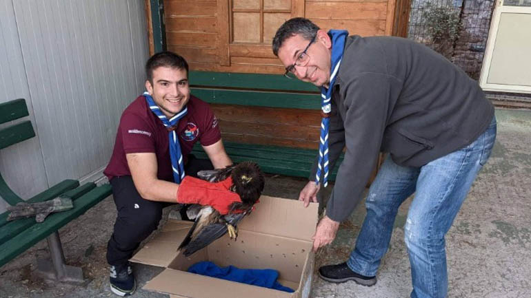 Μυτιλήνη: Πρόσκοποι της Λέσβου διέσωσαν σπάνιο αρπακτικό πτηνό