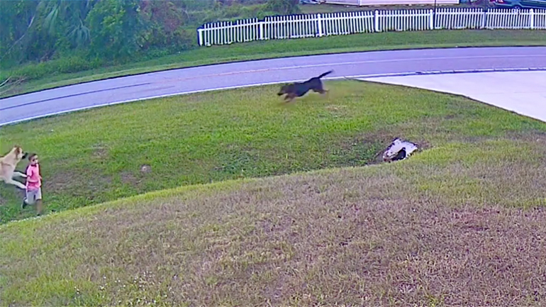 Σκύλος προστατεύει παιδί από επίθεση σκύλου