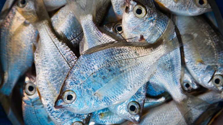 Ψάρι στα κάρβουνα πριν 780.000 χρόνια: Βρέθηκαν στο Ισραήλ οι αρχαιότερες στον κόσμο ενδείξεις μαγειρέματος στη φωτιά