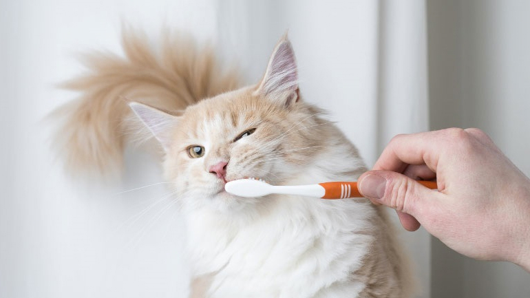 Γιατί είναι σημαντικό να βουρτσίζουμε τα δόντια της γάτας