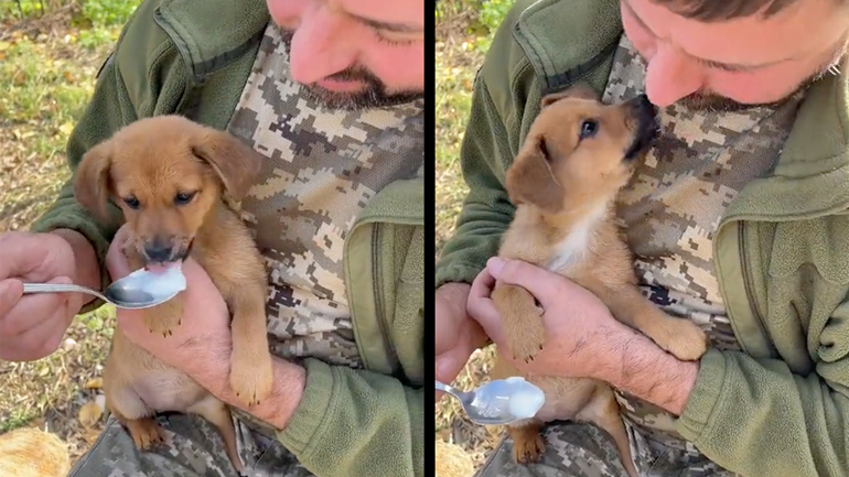 Ουκρανός στρατιώτης ταΐζει ένα κουτάβι