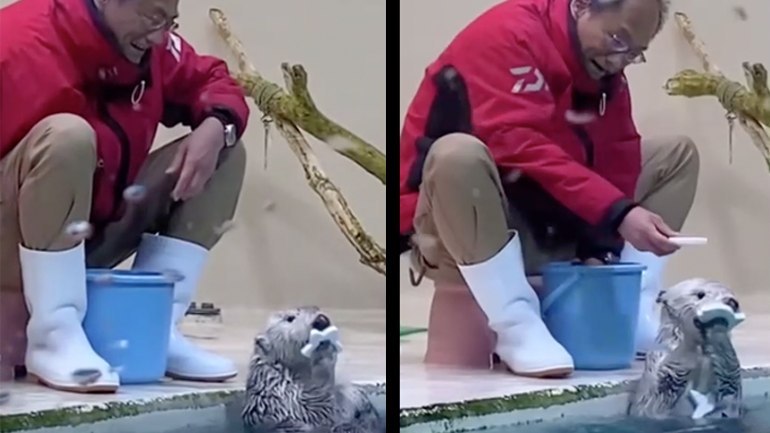 Bίδρα παίζει ένα παιχνίδι με έναν άνθρωπο