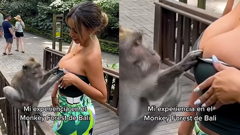 Mαϊμού χαστουκίζει την «Μις Περού»